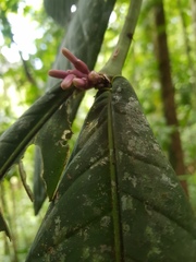 Faramea permagnifolia