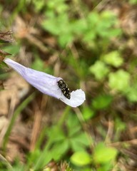 Acmaeodera tubulus