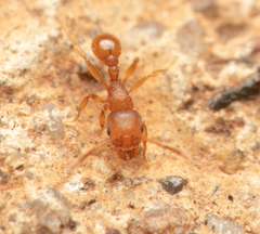 Tetramorium simillimum