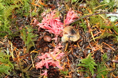 Ramaria araiospora var. rubella image
