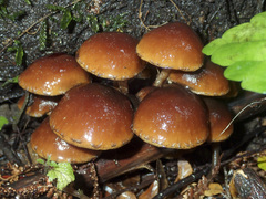 Hypholoma brunneum