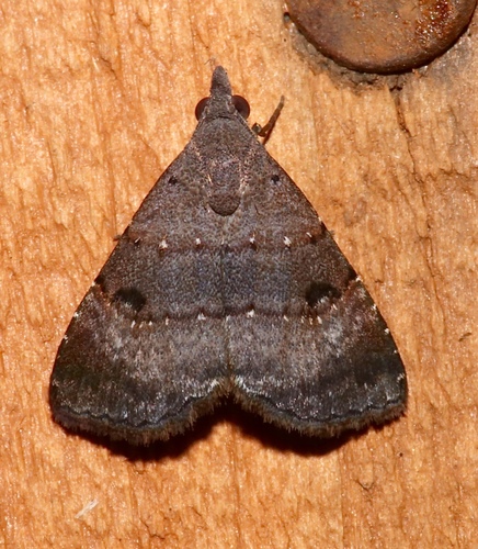 Double-lined Brown Moth photo 2