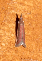Atascosa glareosella image