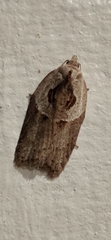 Acleris maculidorsana