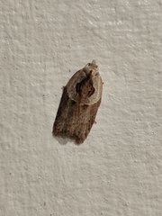 Acleris maculidorsana