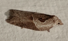 Acleris maculidorsana