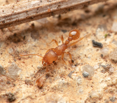 Tetramorium simillimum
