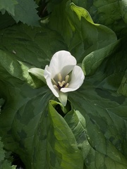 Trillium albidum
