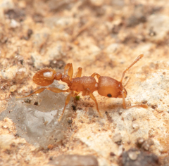 Tetramorium simillimum