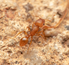 Tetramorium simillimum