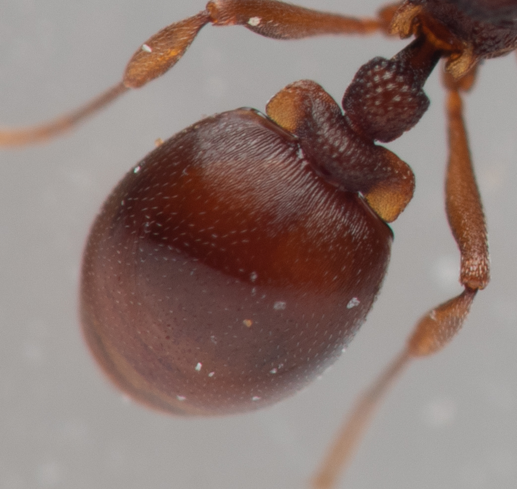Mesostruma turneri