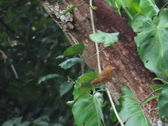 Rhytipterna holerythra