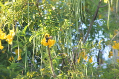 Chrysuronia leucogaster