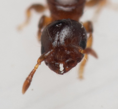 Rhopalomastix rothneyi