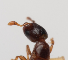 Rhopalomastix rothneyi