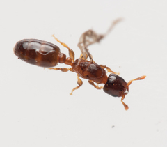 Rhopalomastix rothneyi