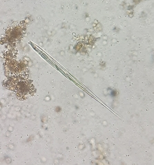 Lepocinclis cyclidiopsis