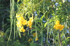 Chrysuronia leucogaster