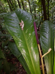 Anthurium hacumense