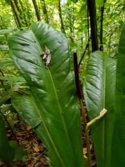 Anthurium hacumense