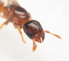 Rhopalomastix rothneyi