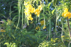 Chrysuronia leucogaster