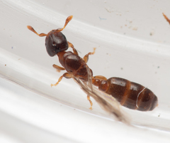 Rhopalomastix rothneyi