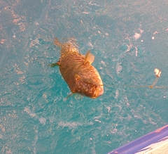 Feroxodon multistriatus