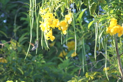 Chrysuronia leucogaster