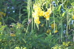 Chrysuronia leucogaster