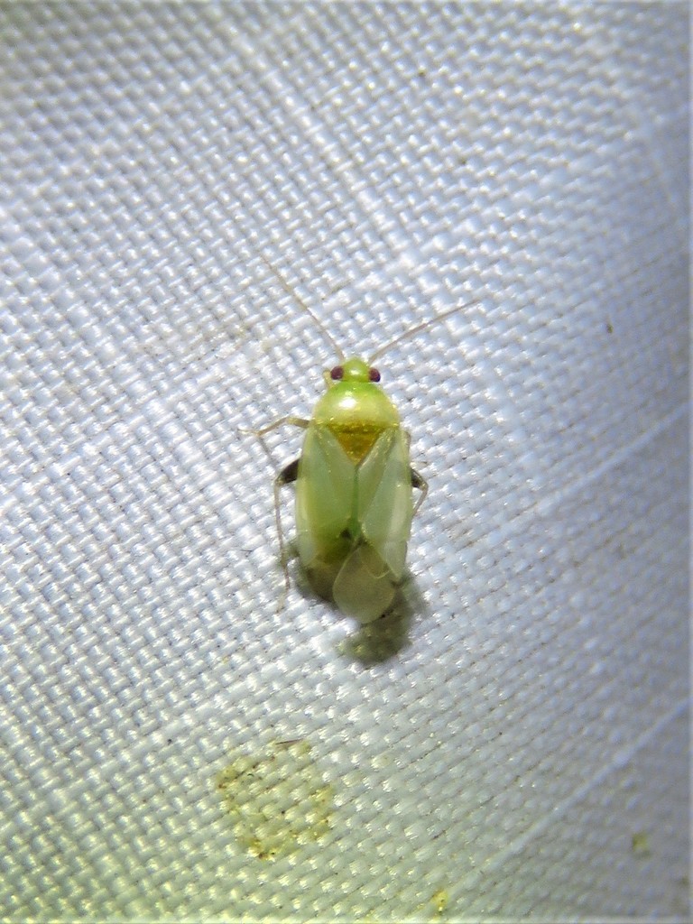 Cariniocoris