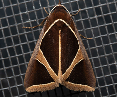 Agamana conjungens