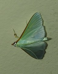 Stemorrhages amphitritalis