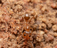 Iridomyrmex pallidus