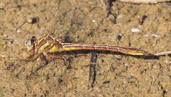 Phanogomphus minutus