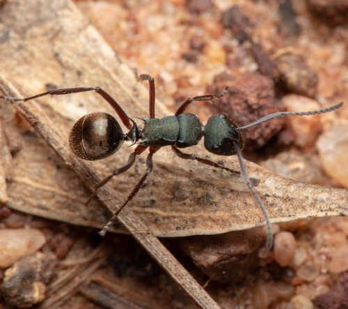 Polyrhachis lydiaePolyrhachis lydiae