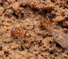 Iridomyrmex pallidus
