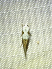Mompha circumscriptella