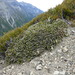 Carmichaelia monroi - Photo (c) Murray NZ, μερικά δικαιώματα διατηρούνται (CC BY), uploaded by Murray Dawson