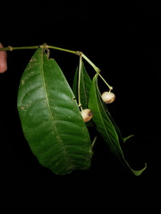 Faramea occidentalis