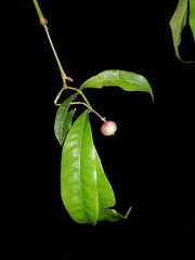 Faramea occidentalis