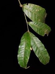Faramea occidentalis
