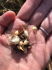 Dipterostemon capitatus capitatus