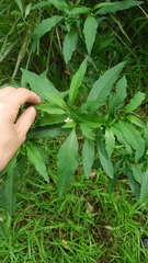 Solanum pseudocapsicum