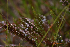 Andersonia caerulea