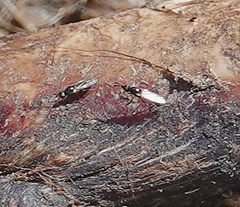 Prochyliza xanthostoma