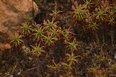Drosera scorpioides
