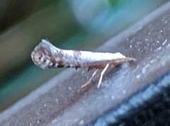 Argyresthia thuiella