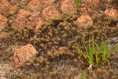Drosera scorpioides