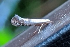 Argyresthia thuiella
